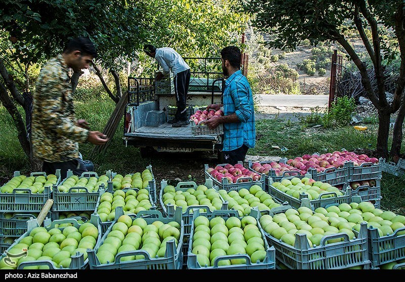 سازمان جهاد کشاورزی آذربایجان ‌غربی به دنبال خرید حمایتی از سیب است
