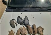 شکارچیان پرندگان در پلدختر دستگیر شدند