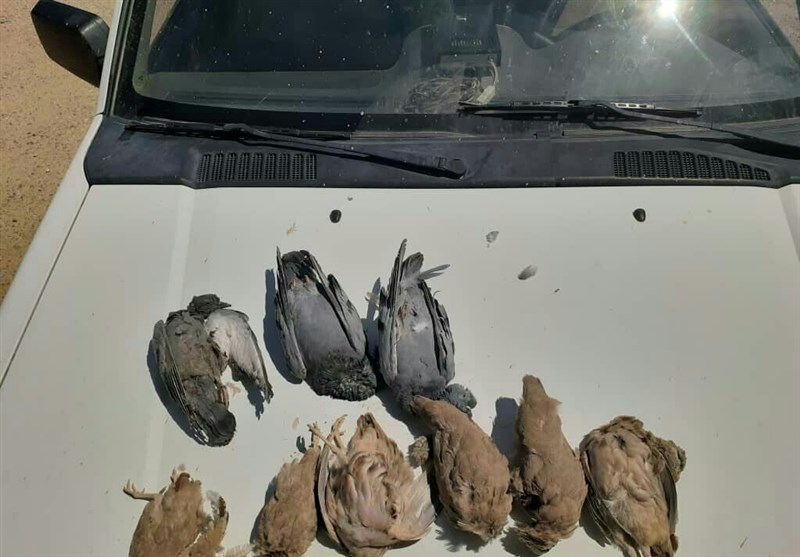 شکارچیان پرندگان در پلدختر دستگیر شدند