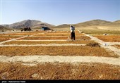 برداشت انگور و تولید کشمش در ملایر