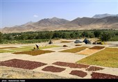 برداشت انگور و تولید کشمش در ملایر