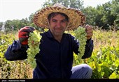 برداشت انگور و تولید کشمش در ملایر