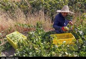 برداشت انگور و تولید کشمش در ملایر