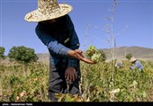برداشت انگور و تولید کشمش در ملایر