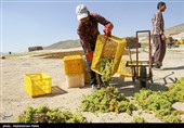 برداشت انگور و تولید کشمش در ملایر