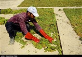 برداشت انگور و تولید کشمش در ملایر