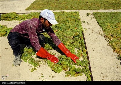 برداشت انگور و تولید کشمش در ملایر