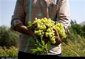 برداشت انگور و تولید کشمش در ملایر