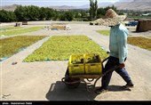 برداشت انگور و تولید کشمش در ملایر
