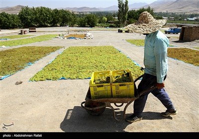 قطاف العنب في "ملاير" غرب طهران