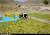 برداشت انگور و تولید کشمش در ملایر