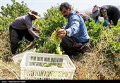 برداشت انگور و تولید کشمش در ملایر