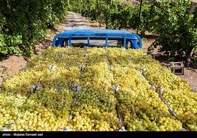 بیش از 30 هزار نفر به طور مستقیم و 30 هزار نفر غیر مستقیم در امر داشت ، برداشت ، بسته بندی و حمل و نقل انگور فعالیت کرده و از این راه امرار معاش می کنند .