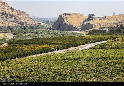 برداشت انگور در ارومیه