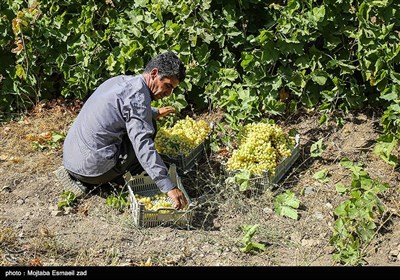 بیش از 30 هزار نفر به طور مستقیم و 30 هزار نفر غیر مستقیم در امر داشت ، برداشت ، بسته بندی و حمل و نقل انگور فعالیت کرده و از این راه امرار معاش می کنند .