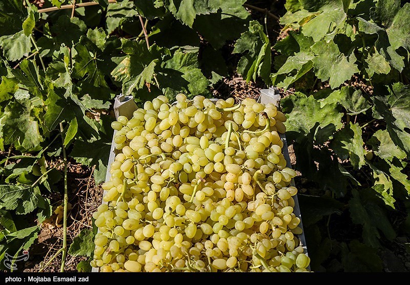 قزوین دومین استان پیشتاز در تولید انگور/ کشاورزان بی بهره از ماشین‌‌آلات نوین و سموم موافق طبیعت