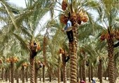 165 هزار تن خرما در استان بوشهر تولید می‌شود