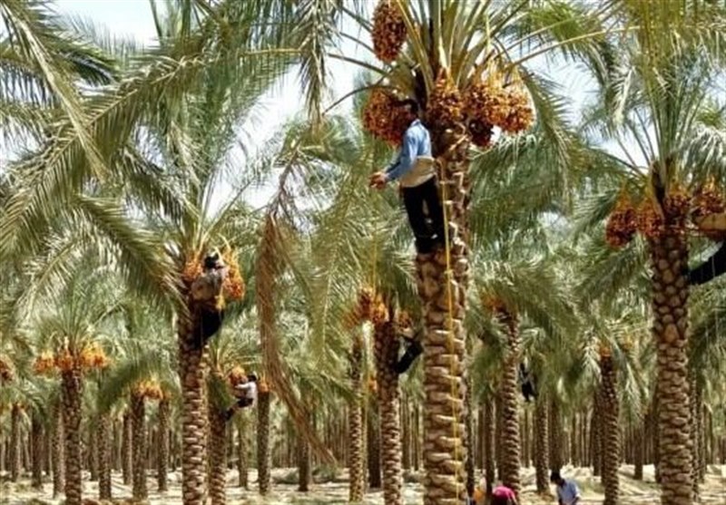 80 درصد محصول نخیلات استان بوشهر برداشت شد