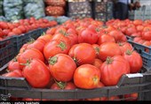 وضعیت گوجه فرنگی در استان لرستان قرمز شد/ کیلویی 13 هزار تومان در فصل برداشت؟!