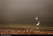 تالاب نئور اردبیل احیا میشود