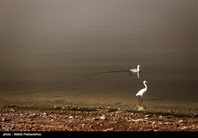 یک سوم تالاب مرزی هورالعظیم در جنوب غربی خوزستان، در ایران و دو سوم آن در عراق است.