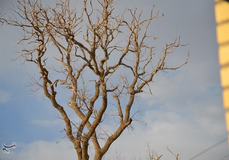 کهگیلویه و بویراحمد| درختان بلوط سرفاریاب مظلومانه جان می‌دهند+تصاویر