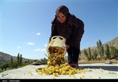 اقتصاد بدون نفت| از انگور تا کشمش در تاکستانهای خراسان شمالی به روایت تصاویر