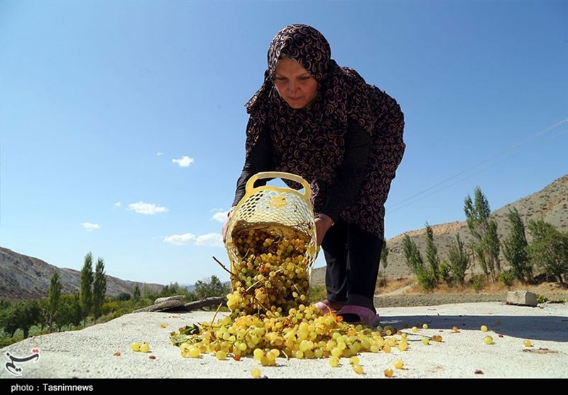 اقتصاد بدون نفت| از انگور تا کشمش در تاکستان‌های خراسان شمالی به روایت تصاویر‌