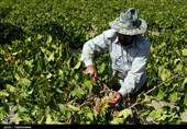 تاکداران خراسان شمالی مراقب آفت «سفیدک انگور» باشند