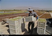 25 مجوز بی‌نام کشاورزی در خراسان شمالی صادر می‌شود