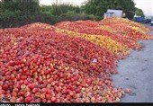 بیش از 50 هزار تن سیب از باغات استان سمنان برداشت شد