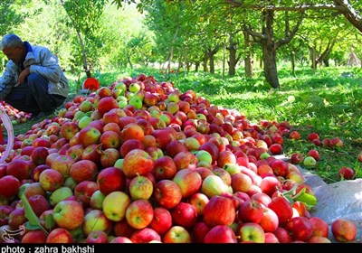 بحران «سیب» استاندار را به تهران کشاند/ دستور وزیر جهاد کشاورزی برای صادرات هوایی سیب آذربایجان‌غربی