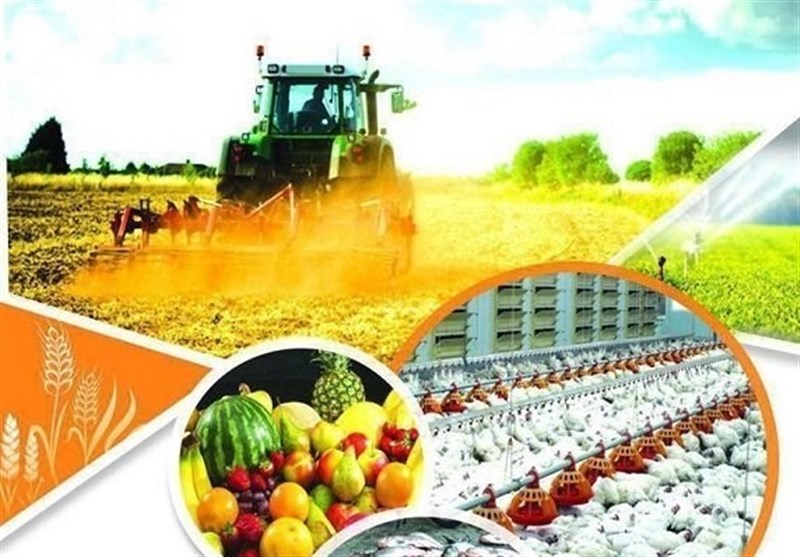 معاون وزیر جهاد کشاورزی: 5 میلیارد دلار محصول کشاورزی از ابتدای سال صادر شد