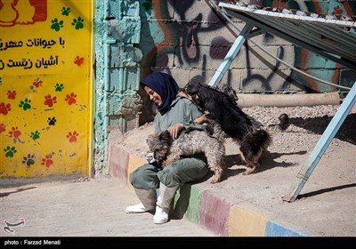 بمناسبت روز دامپزشکی-مرکز نگهدار ی سگهای خیابانی در کرمانشاه