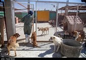 بمناسبت روز دامپزشکی-مرکز نگهدار ی سگهای خیابانی در کرمانشاه