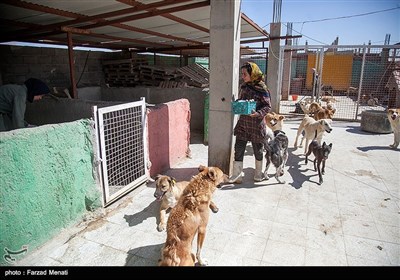 پناهگاه حیوانات زاگرس در حومه شهر کرمانشاه
