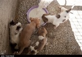 بمناسبت روز دامپزشکی-مرکز نگهدار ی سگهای خیابانی در کرمانشاه