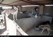 بمناسبت روز دامپزشکی-مرکز نگهدار ی سگهای خیابانی در کرمانشاه