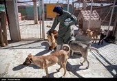 بمناسبت روز دامپزشکی-مرکز نگهدار ی سگهای خیابانی در کرمانشاه
