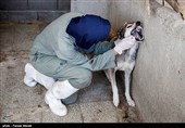 بمناسبت روز دامپزشکی-مرکز نگهدار ی سگهای خیابانی در کرمانشاه