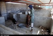 بمناسبت روز دامپزشکی-مرکز نگهدار ی سگهای خیابانی در کرمانشاه
