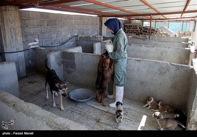 بمناسبت روز دامپزشکی-مرکز نگهدار ی سگهای خیابانی در کرمانشاه