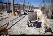 بمناسبت روز دامپزشکی-مرکز نگهدار ی سگهای خیابانی در کرمانشاه