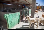 بمناسبت روز دامپزشکی-مرکز نگهدار ی سگهای خیابانی در کرمانشاه