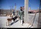 بمناسبت روز دامپزشکی-مرکز نگهدار ی سگهای خیابانی در کرمانشاه