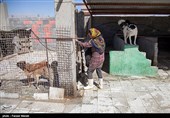 بمناسبت روز دامپزشکی-مرکز نگهدار ی سگهای خیابانی در کرمانشاه