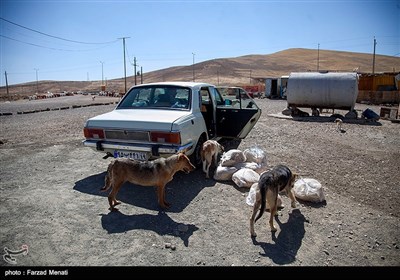 پناهگاه حیوانات زاگرس در حومه شهر کرمانشاه