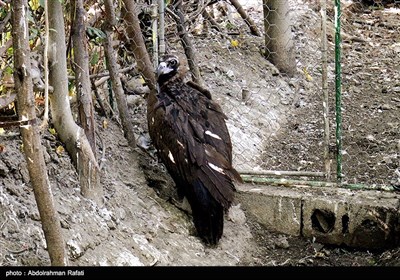 مرکز نگهداری و بازپروری پرندگان شکاری در همدان