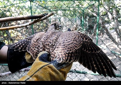 مرکز نگهداری و بازپروری پرندگان شکاری در همدان