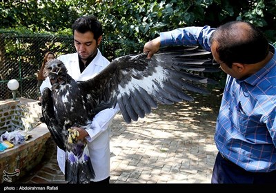 مرکز نگهداری و بازپروری پرندگان شکاری در همدان